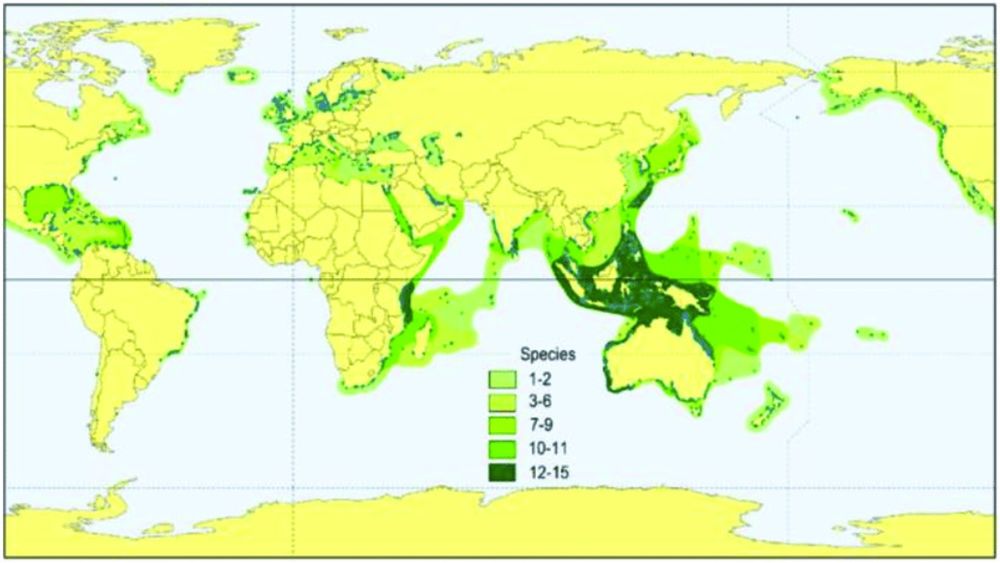 Seagrass Meadows - Coastal Wiki