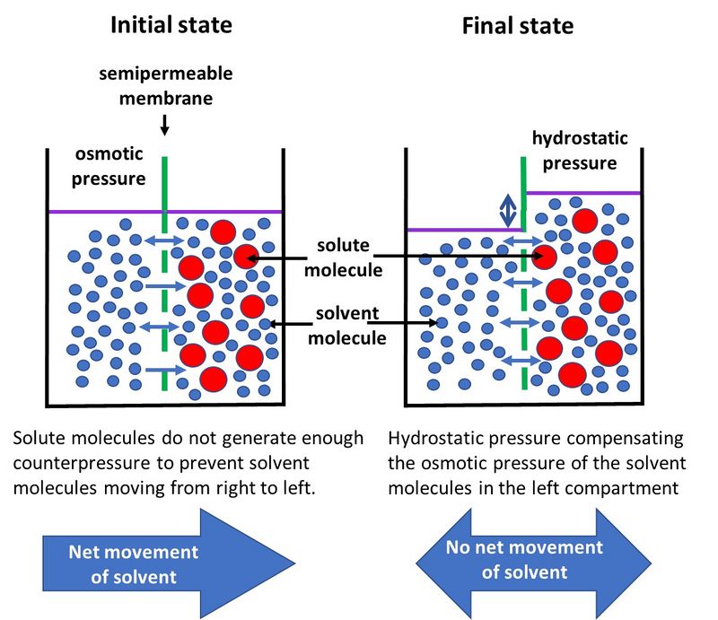 Osmosis Coastal Wiki