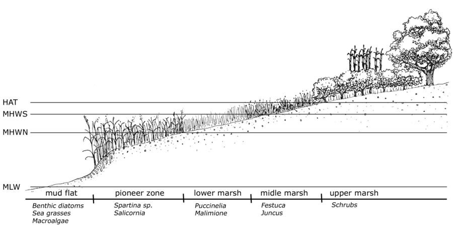 Spatial and temporal variability of salt marshes - Coastal Wiki