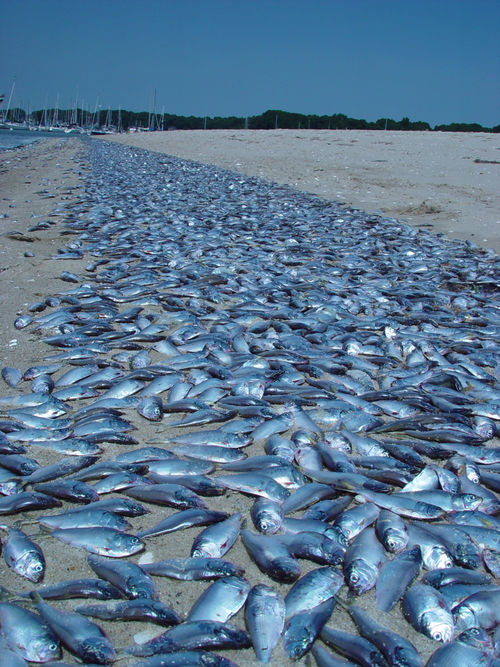 Possible Consequences Of Eutrophication Coastal Wiki