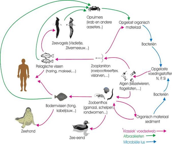 PBDE through the entire North Sea food web - Coastal Wiki