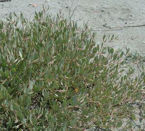 Salt marshes - Coastal Wiki