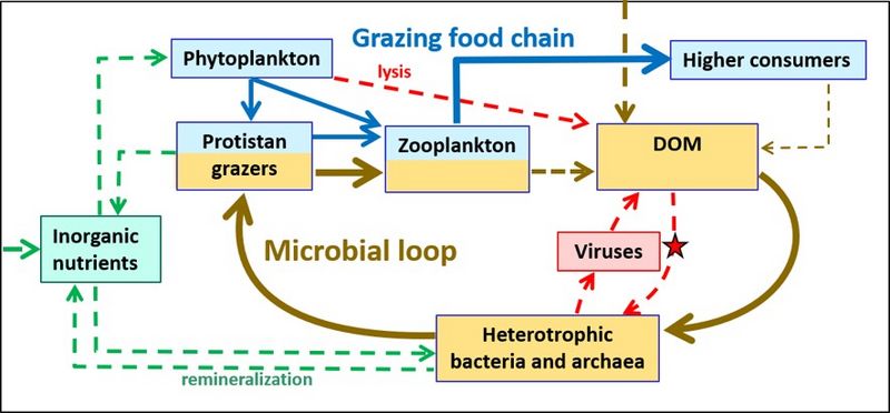 File:MicrobialLoop.jpg