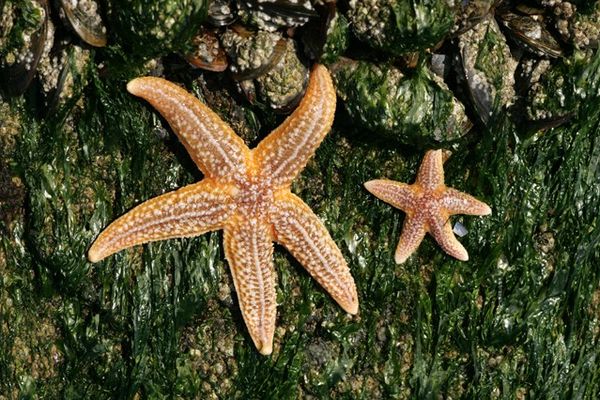 Common starfish can act as a bioindicator for heavy metal pollution ...