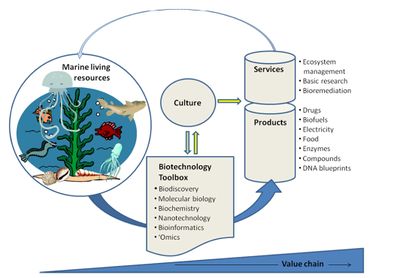 Examples of products and services developed by technological applications using marine bioresources. [1]
