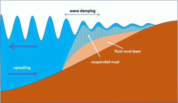 Coastal mud belt - Coastal Wiki