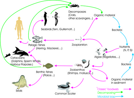 Cetaceans as Bioindicators to Assess Alkylphenol Exposure and