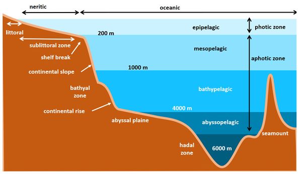 Abyssal plain - Coastal Wiki