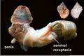 Thumbnail for version as of 11:46, 2 September 2026