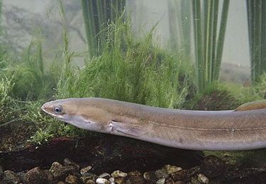 Effects of xenoestrogens in eels - Coastal Wiki